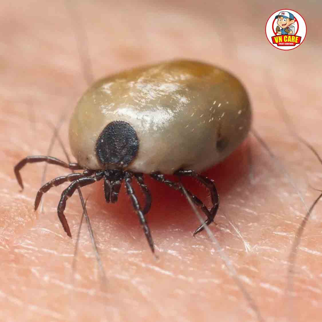 Ticks Control